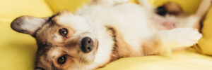 friendly welsh corgi dog lying on yellow sofa